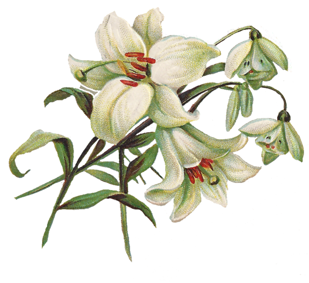 Lily Transparent Image Transparent PNG Image