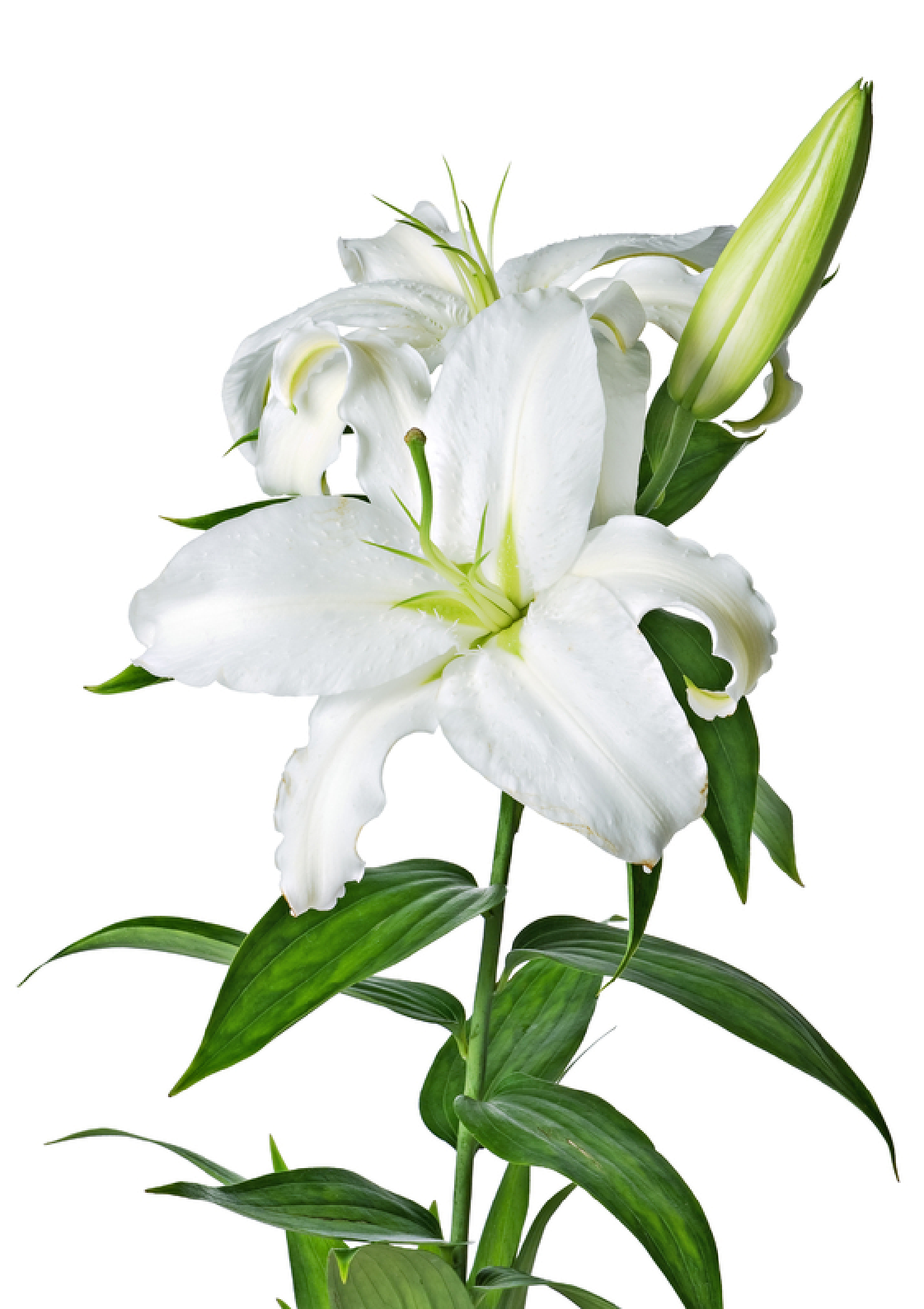 Lily Image Transparent PNG Image