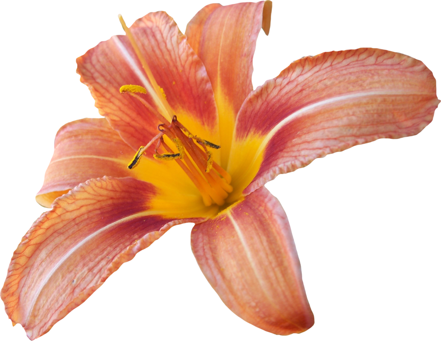 Lily Transparent Background Transparent PNG Image