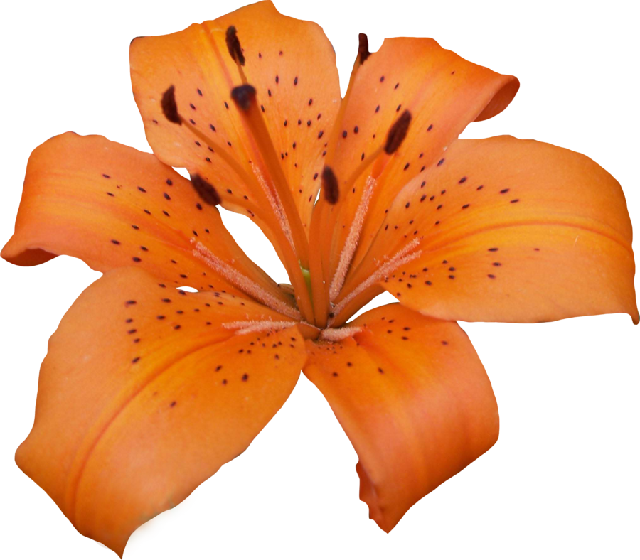 Lily Transparent PNG Image