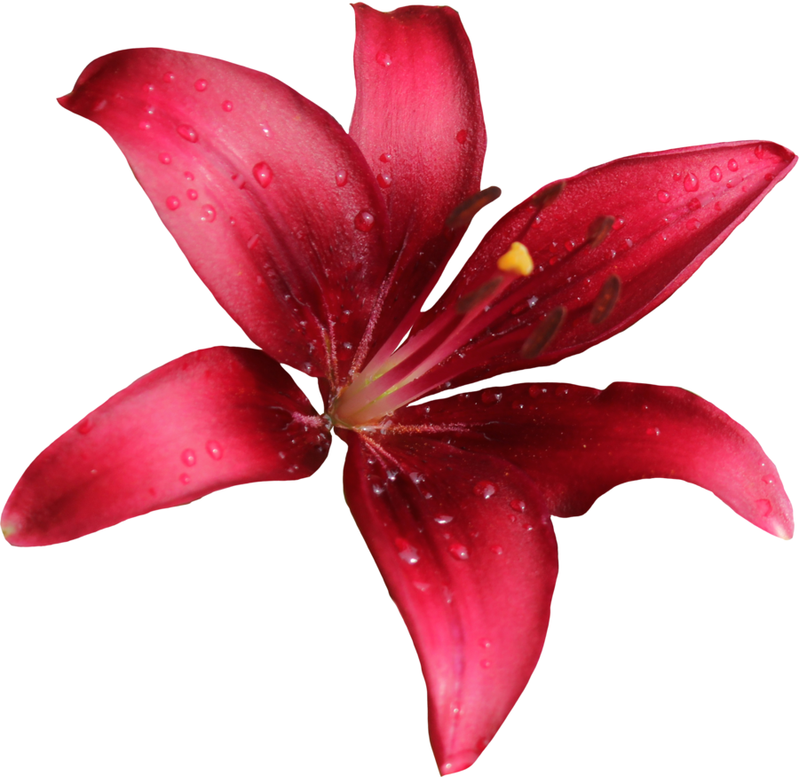 Lily Free Download Transparent PNG Image