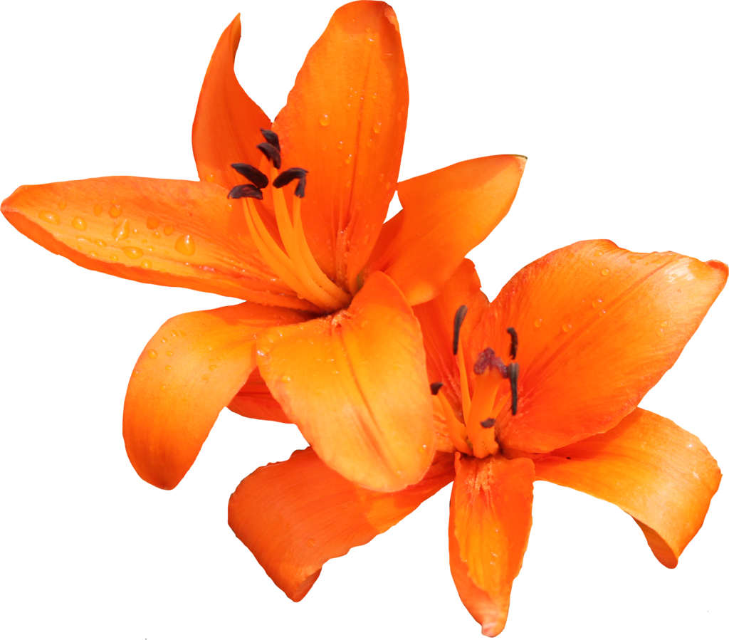 Lily Photo Transparent PNG Image