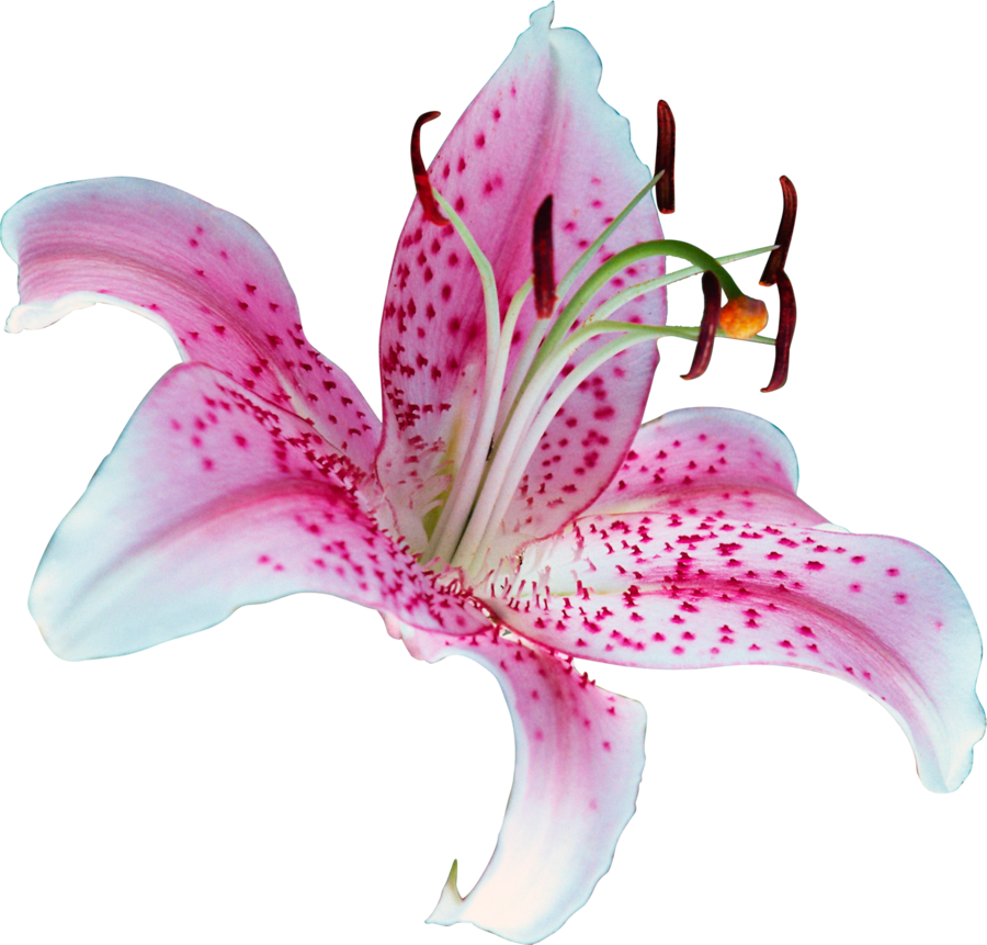 Lily Transparent Picture Transparent PNG Image