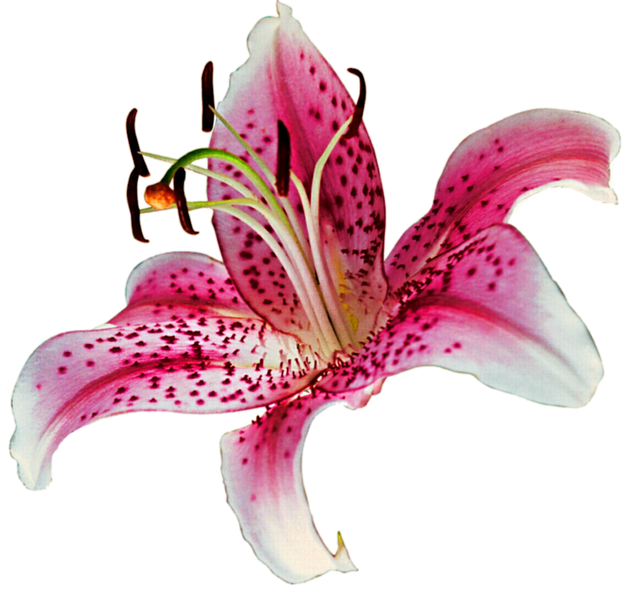 Lily Transparent Transparent PNG Image