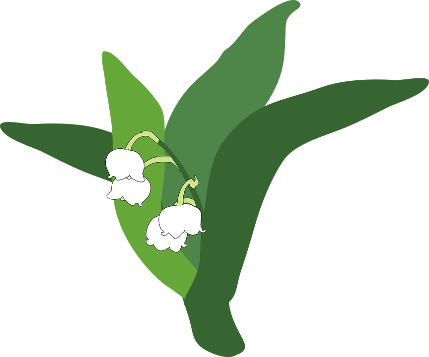 Lily Of The Valley Transparent PNG Image