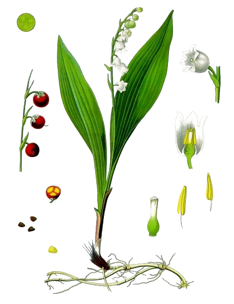 Lily Of The Valley Transparent Image Transparent PNG Image