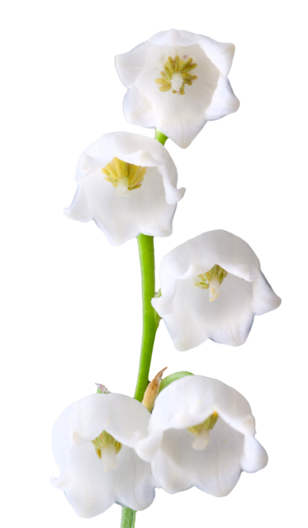 Lily Of The Valley Photos Transparent PNG Image