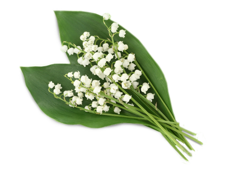 Lily Of The Valley Clipart Transparent PNG Image