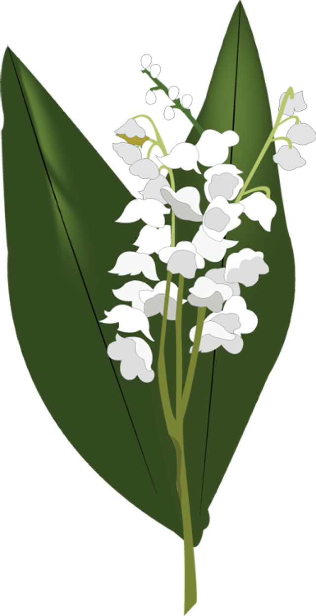 Lily Of The Valley Hd Transparent PNG Image