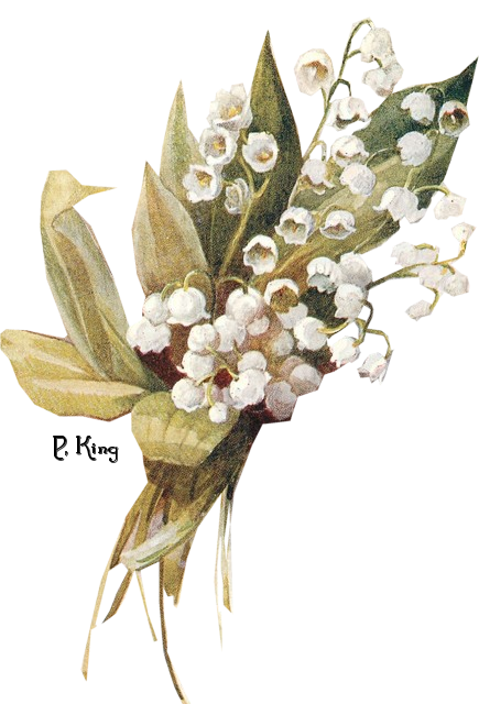 Lily Of The Valley Free Download Transparent PNG Image