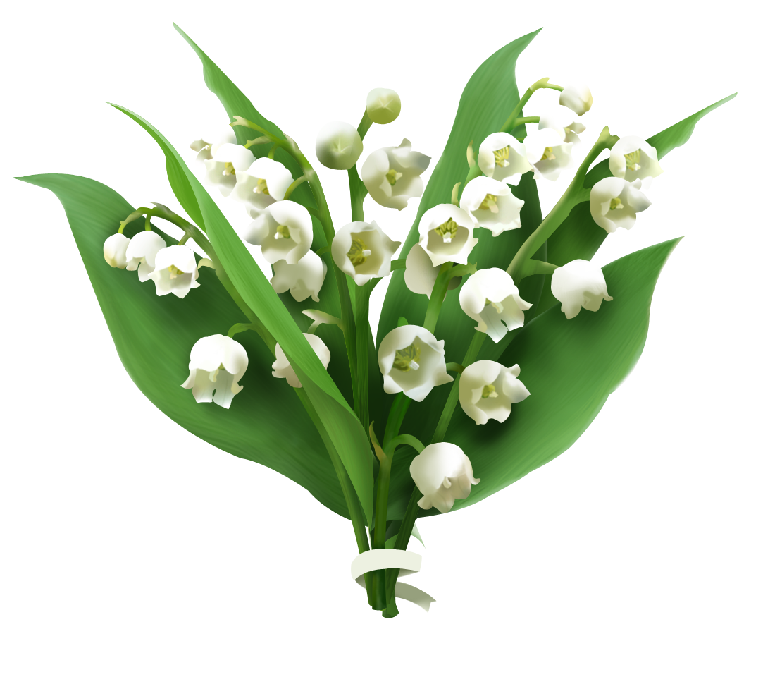 Lily Of The Valley Picture Transparent PNG Image