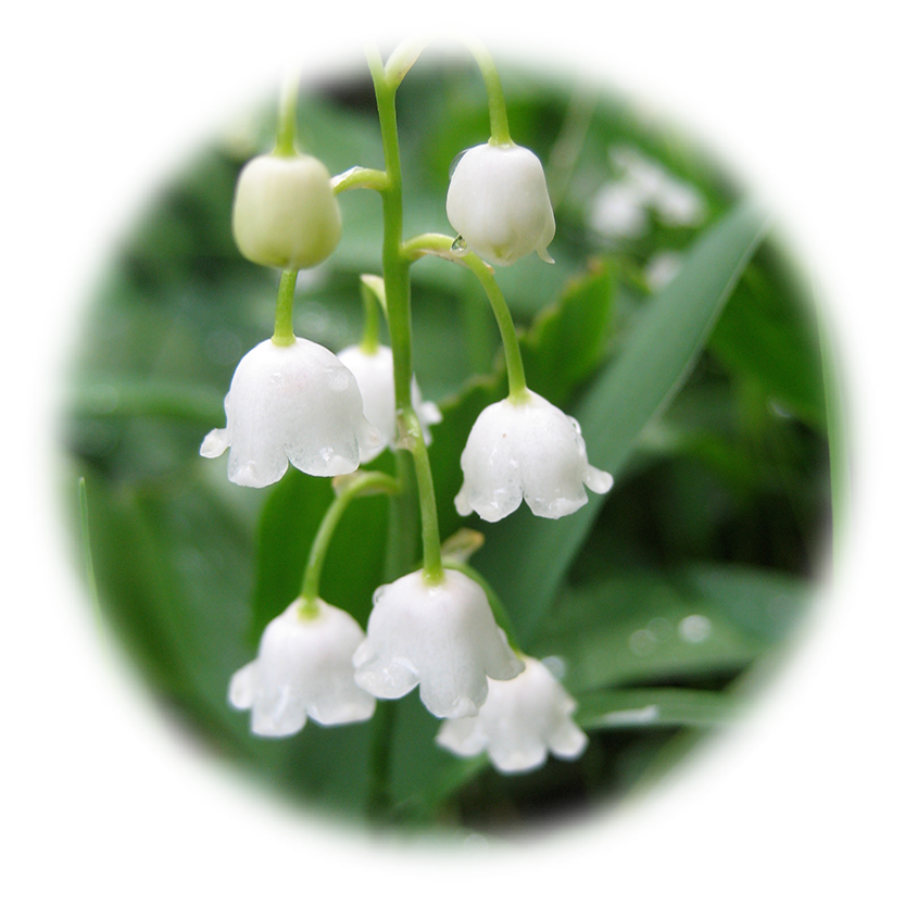 Lily Of The Valley Transparent Background Transparent PNG Image