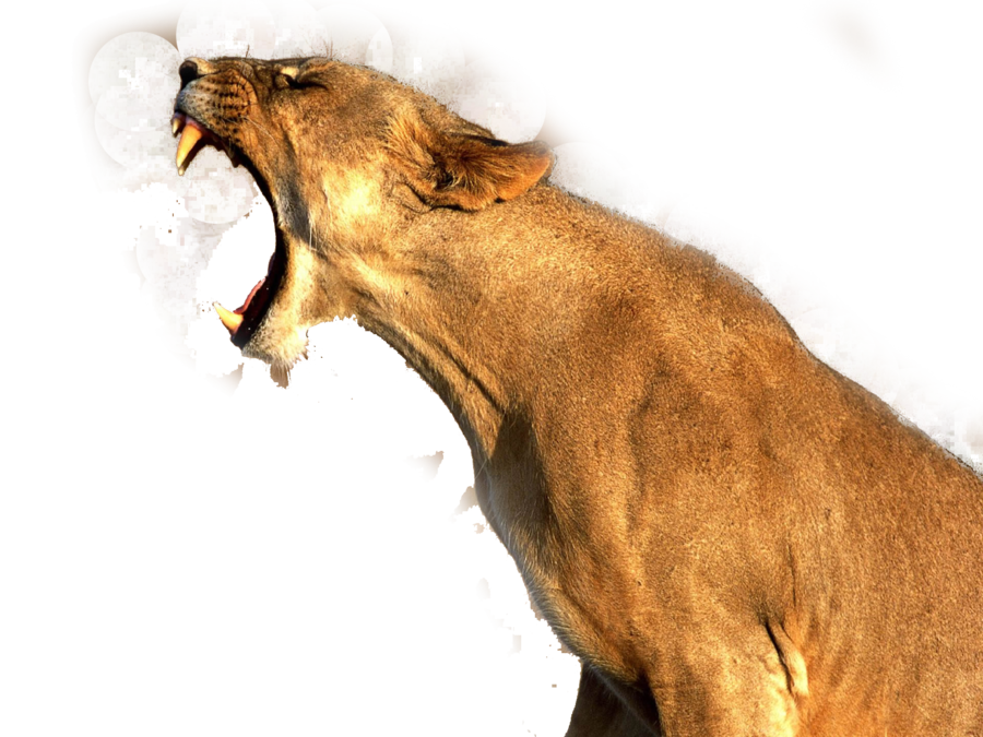 Lion Png Image Transparent PNG Image