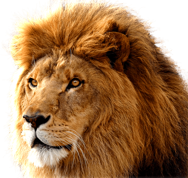 Lion Png Image Image Download Picture Lions Transparent PNG Image