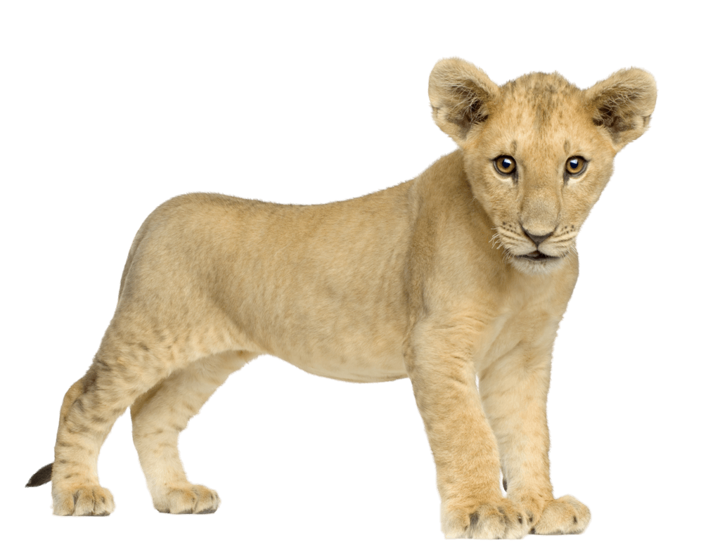 Lion Png Image Image Download Picture Lions Transparent PNG Image