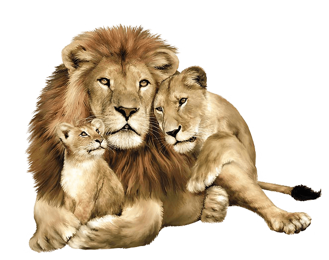 Lion Png Image Image Download Picture Lions Transparent PNG Image