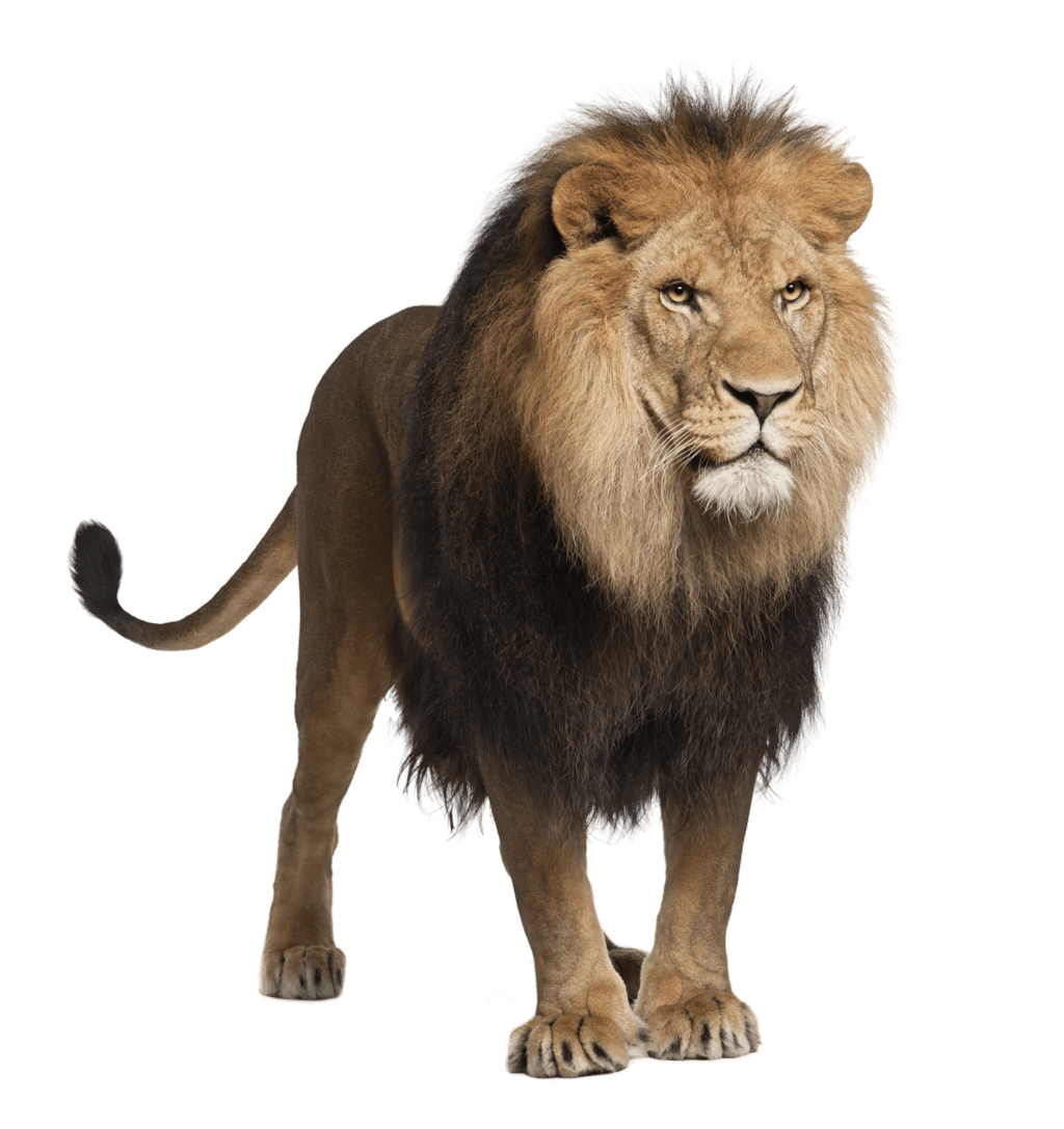 Lion Png Image Image Download Picture Lions Transparent PNG Image