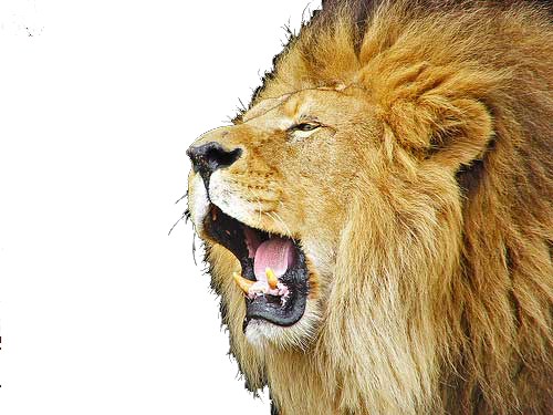 Roaring Lion File Transparent PNG Image