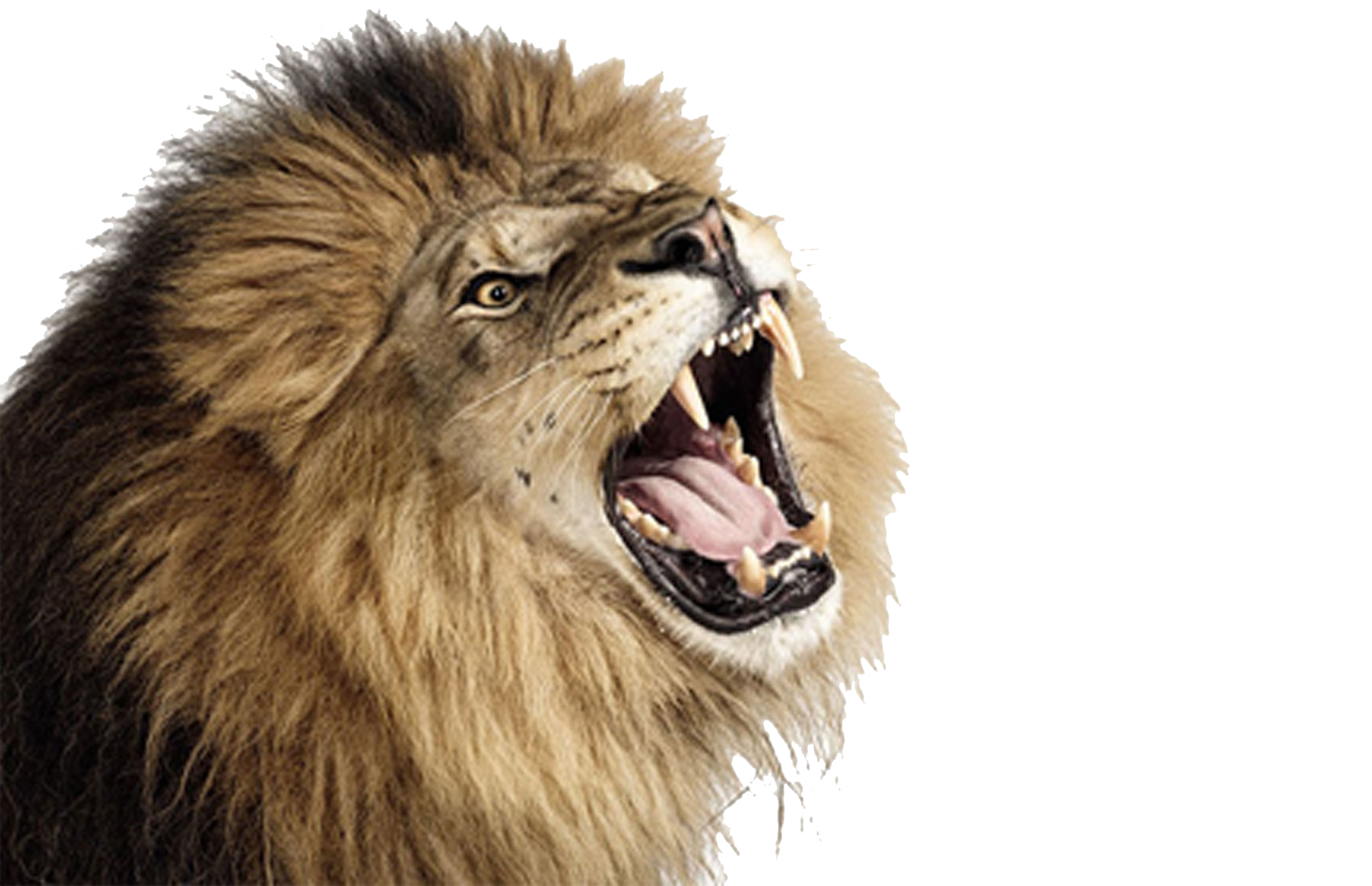 Roaring Lion Photos Transparent PNG Image