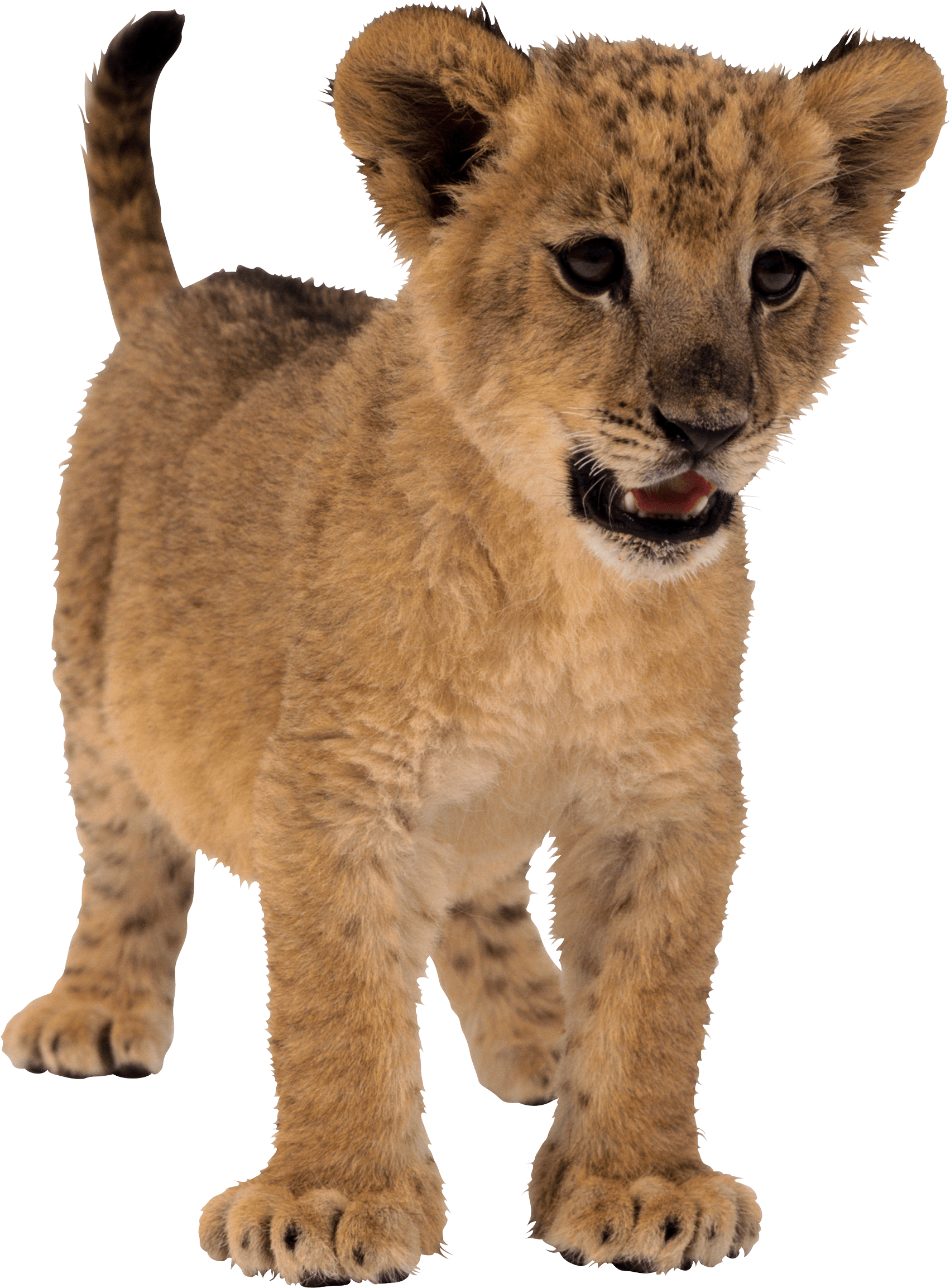 Small Lion Png Image Transparent PNG Image