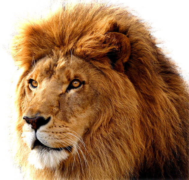 Lion Transparent Transparent PNG Image