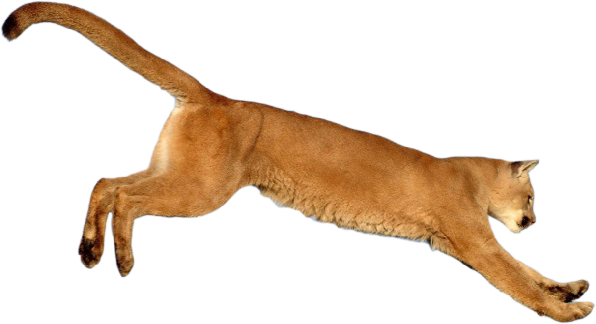 Tiger Cougar Lion Puma Animal Free HD Image Transparent PNG Image