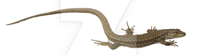 Lizard Picture Transparent PNG Image