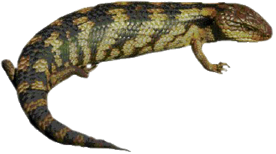 Lizard Clipart Transparent PNG Image