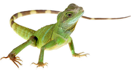 Lizard Hd Transparent PNG Image