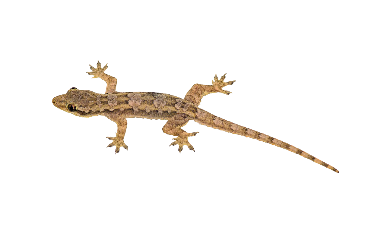 Lizard Transparent Image Transparent PNG Image