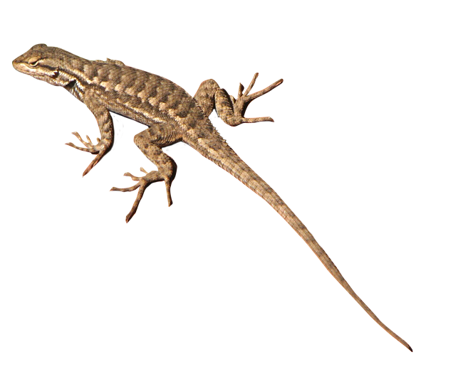 Lizard Transparent Transparent PNG Image