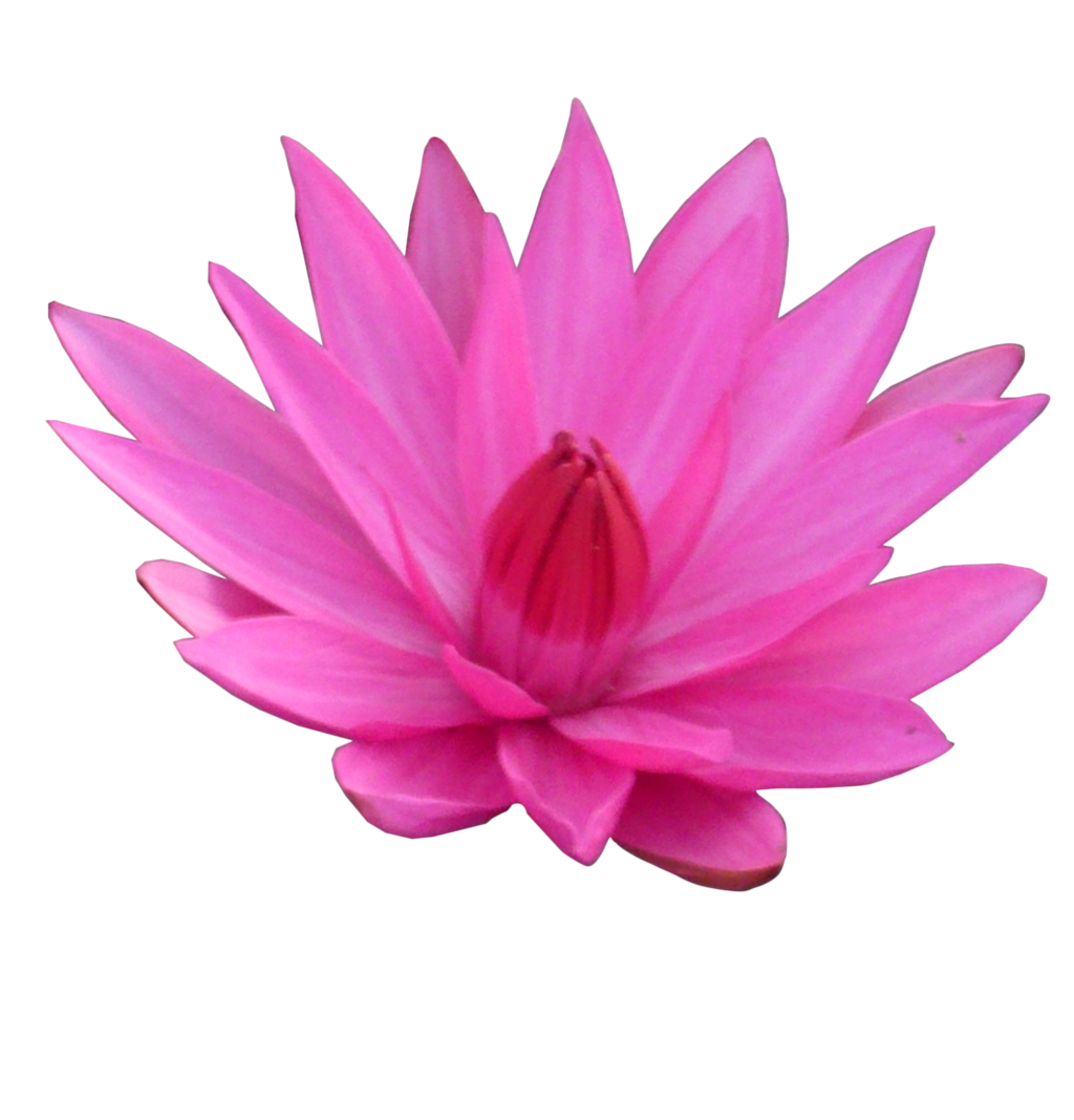 Lotus Transparent Transparent PNG Image