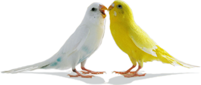 Love Birds Png Pic Transparent PNG Image