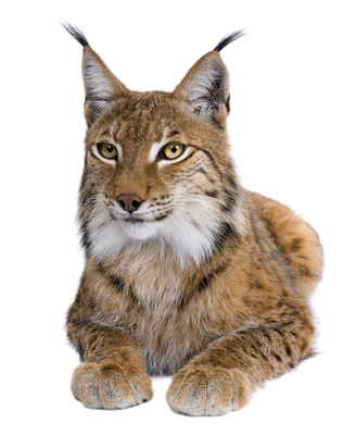 Lynx Free Download Png Transparent PNG Image