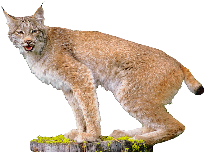 Lynx Picture Transparent PNG Image