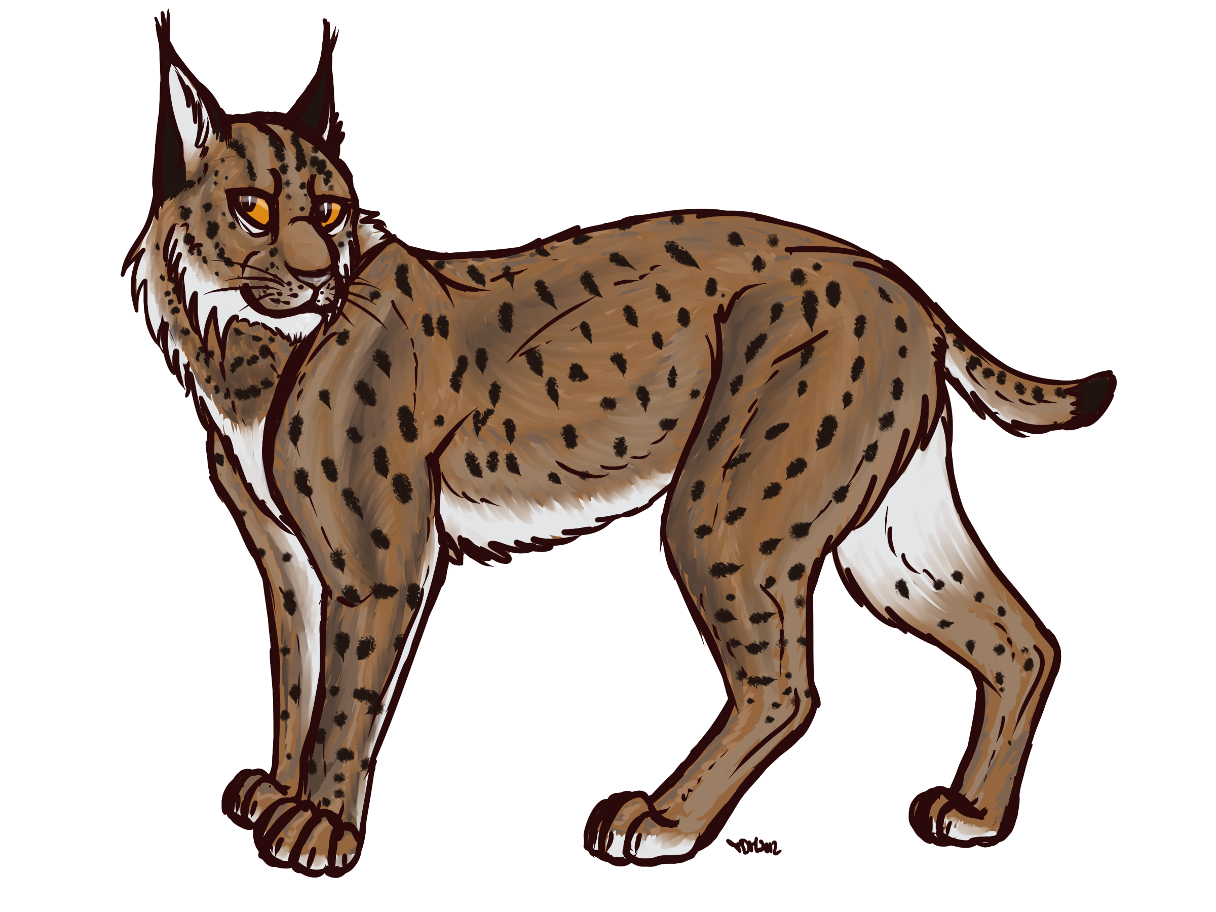 Lynx Transparent Transparent PNG Image