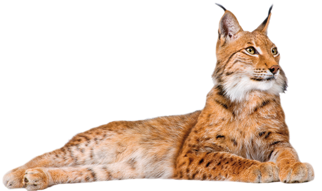 Lynx Png Picture Transparent PNG Image