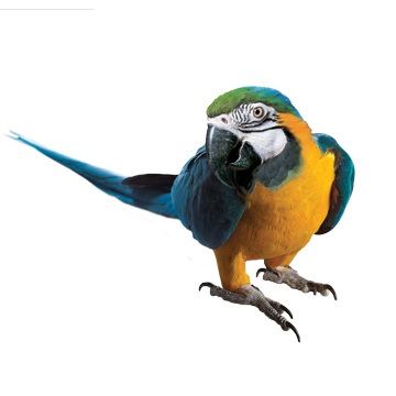 Macaw Picture Transparent PNG Image