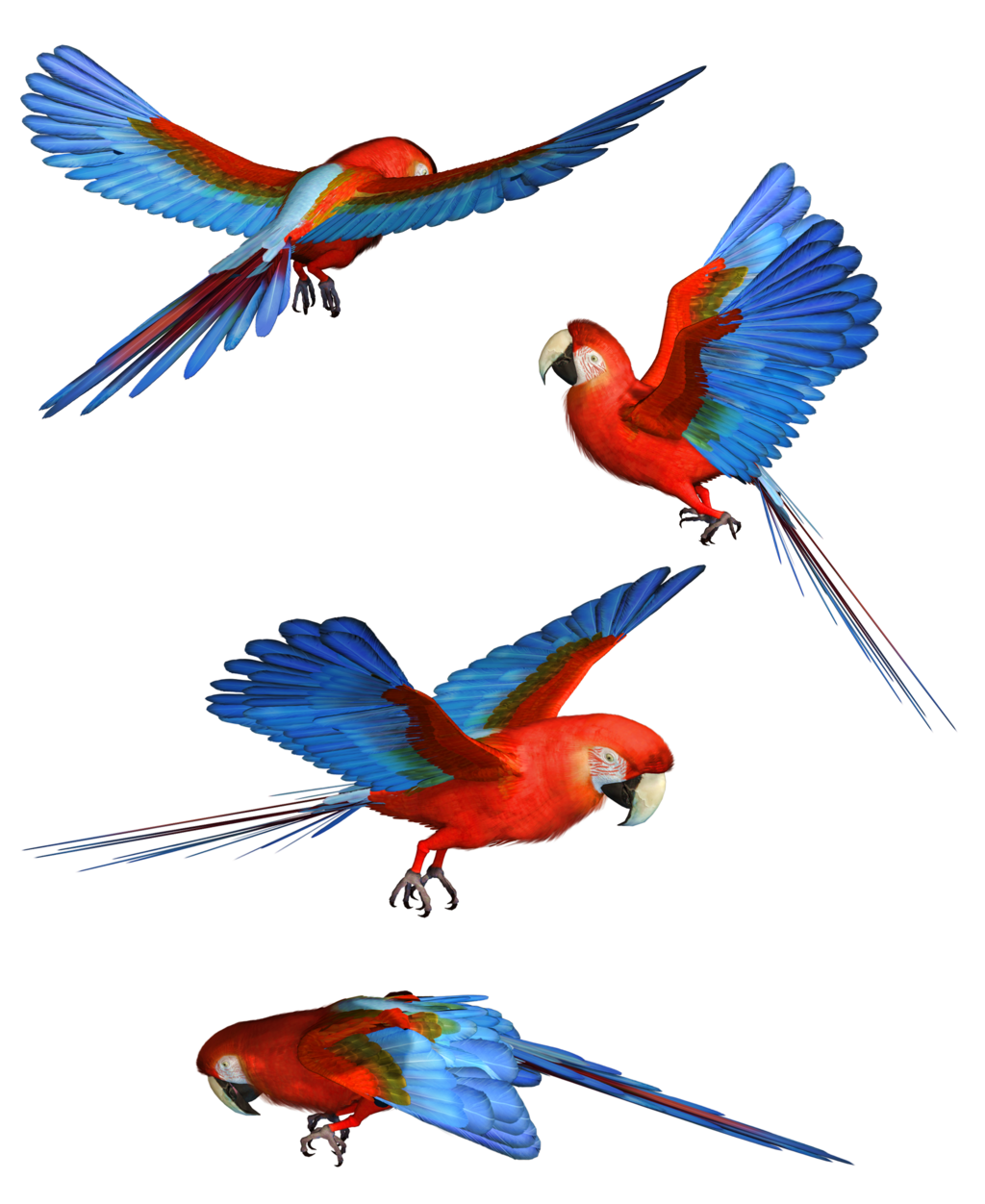 Macaw Png Hd Transparent PNG Image