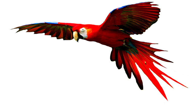 Macaw High-Quality Png Transparent PNG Image