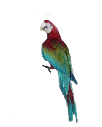 Macaw Transparent Transparent PNG Image