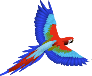 Macaw Png Clipart Transparent PNG Image