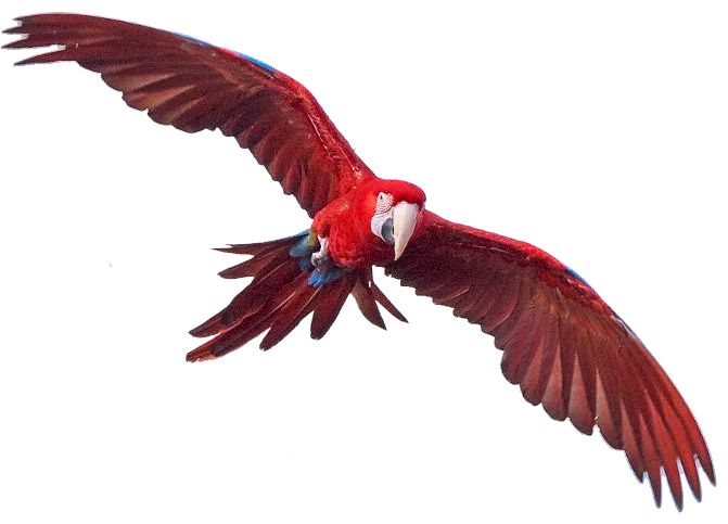 Macaw Free Png Image Transparent PNG Image