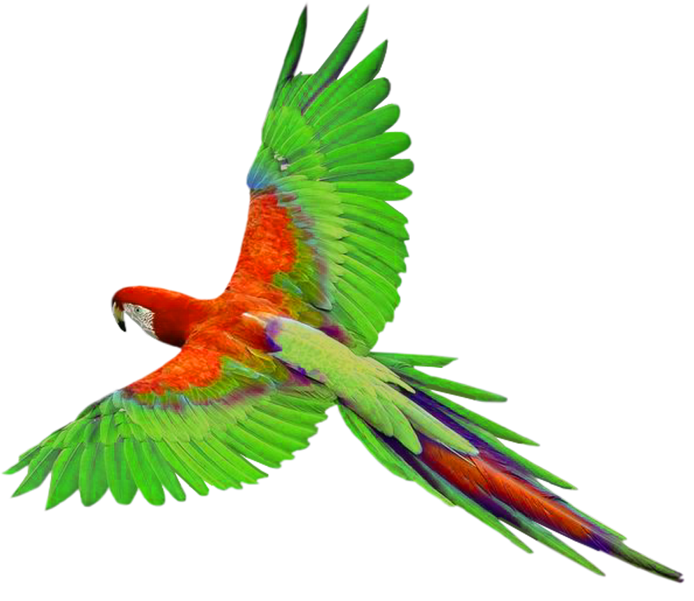 Macaw Png File Transparent PNG Image