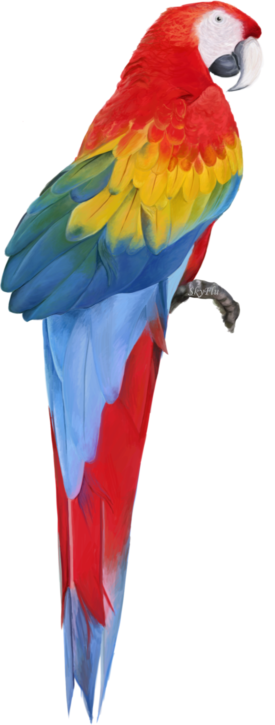 Macaw Free Download Png Transparent PNG Image