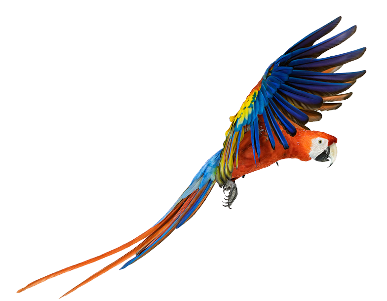 Macaw Png Pic Transparent PNG Image