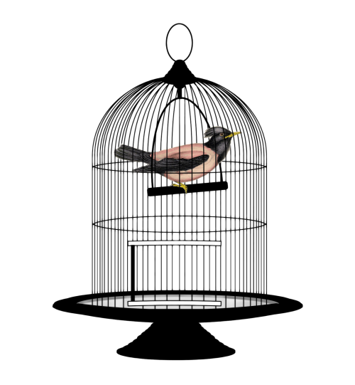 Cage Images Free Transparent Image HQ Transparent PNG Image