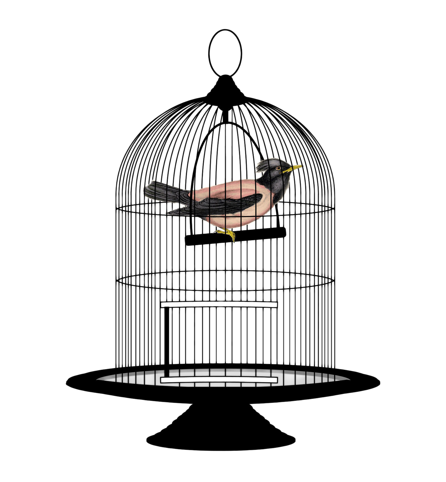 Caged Bird Download Free Download PNG HD Transparent PNG Image