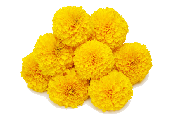 Marigold Transparent Background Transparent PNG Image