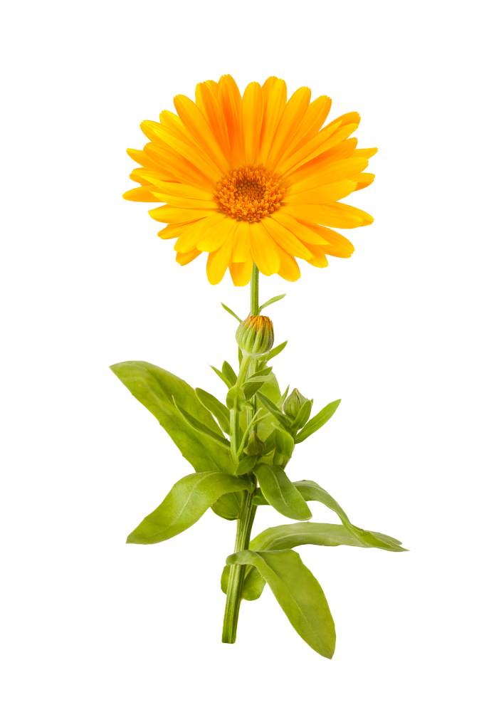 Marigold Picture Transparent PNG Image